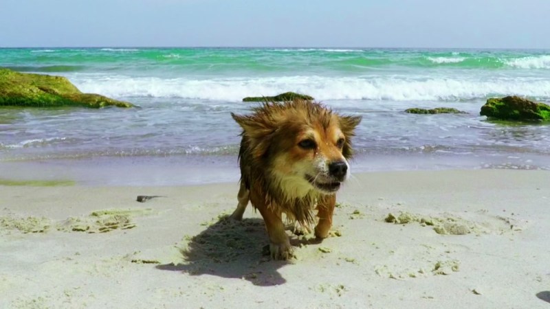 Beach Vacations With Dogs