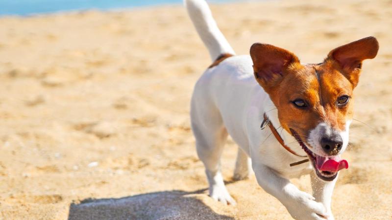 Best Dog Friendly Beaches Near Me