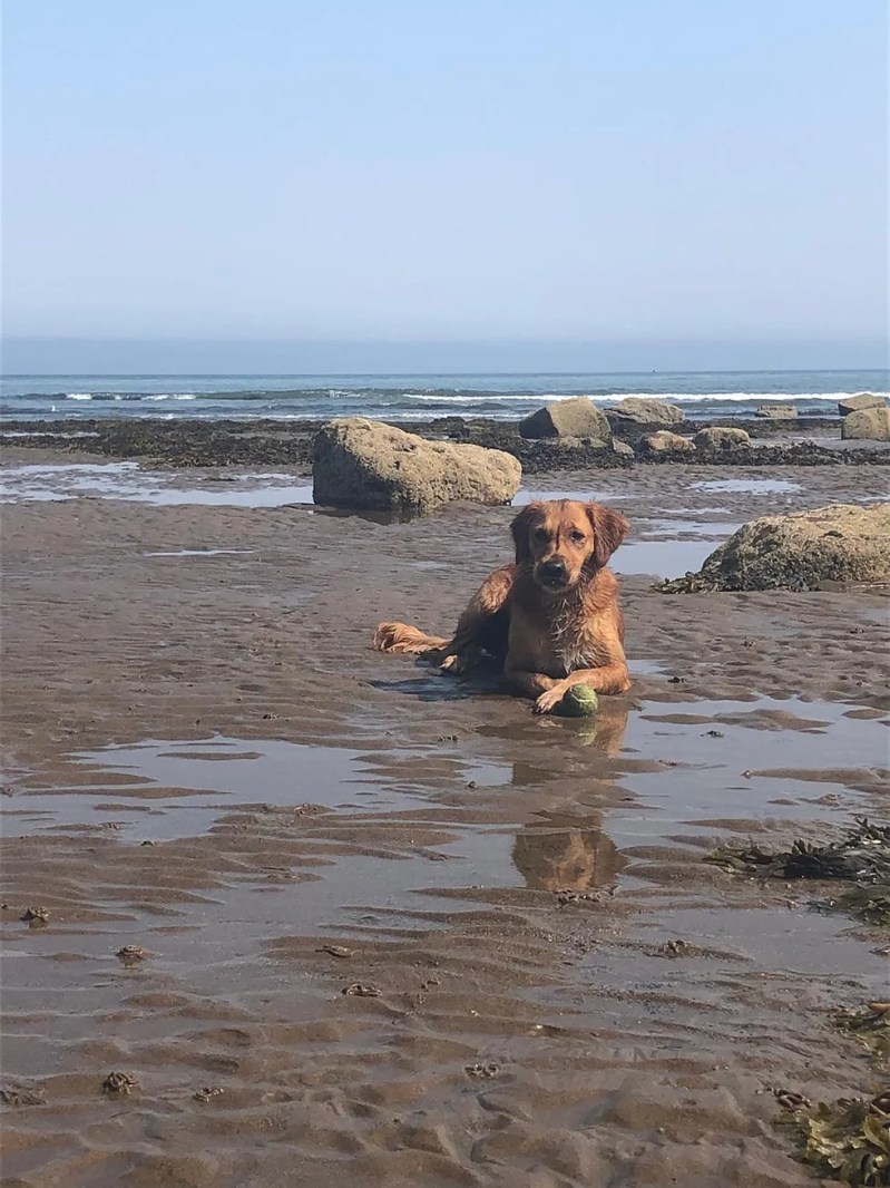 Best Dog Friendly Beaches Yorkshire