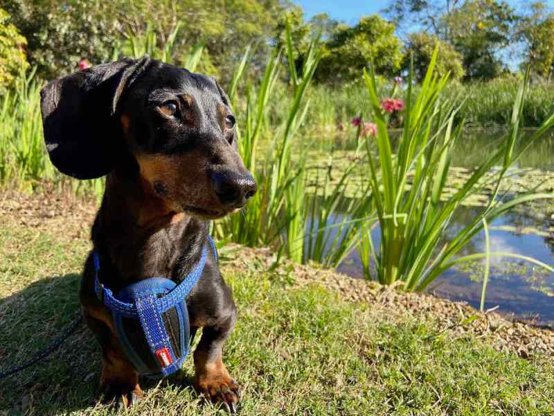 Best Dog Friendly Day Trips Brisbane