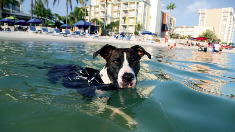 Best Dog Friendly Florida Beaches