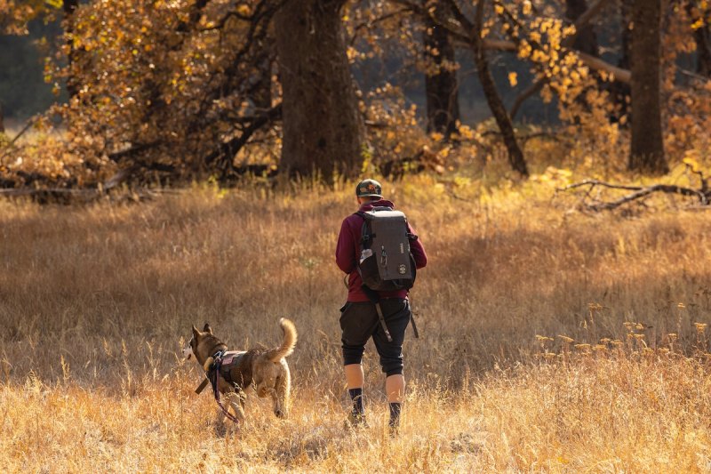 Best Dog Friendly Hikes In Colorado