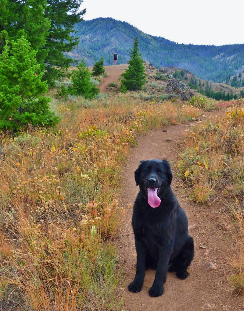 Best Dog Friendly Hikes In Us