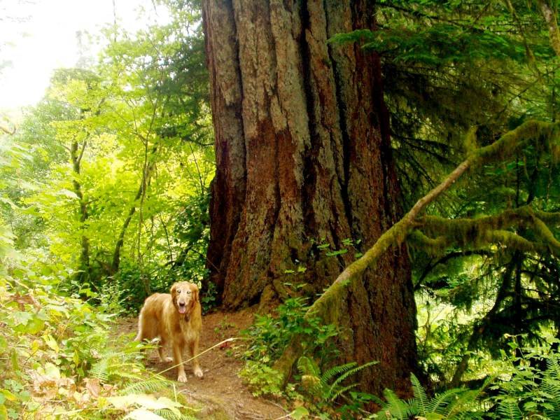 Best Dog Friendly Hikes Los Angeles