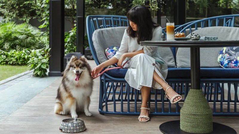 Best Dog Friendly Marriotts