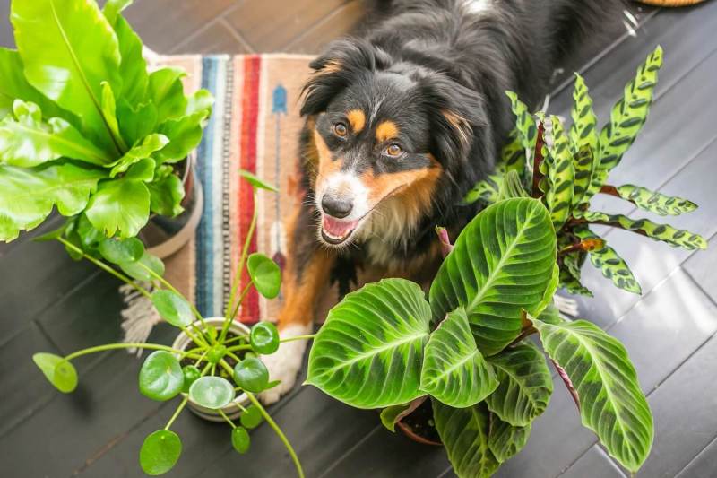 Best Dog Friendly Moss Killer