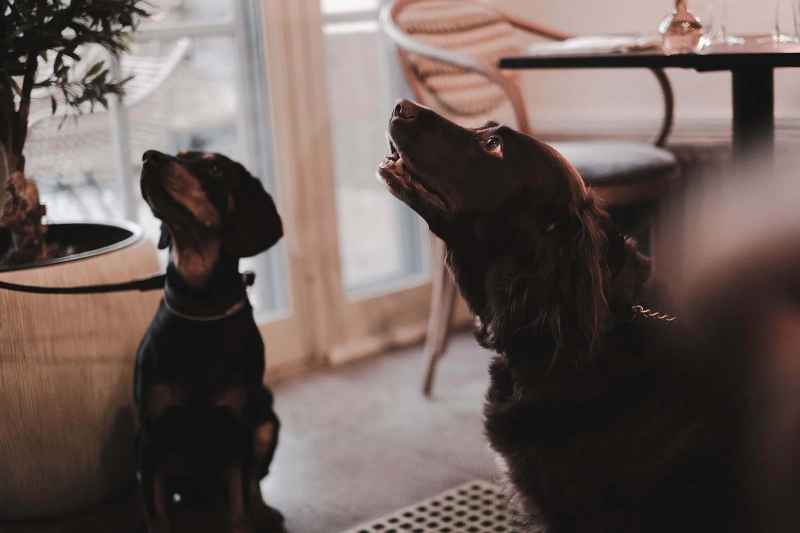 Best Dog Friendly Pubs London