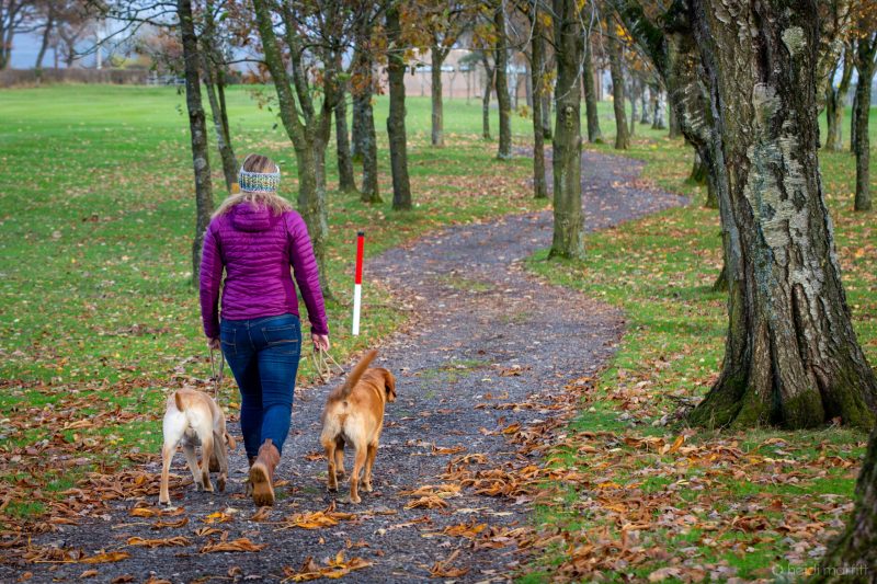 Best Dog Friendly Pubs Yorkshire Dales