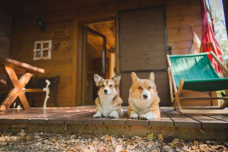 Best Dog Friendly Resorts In Colorado