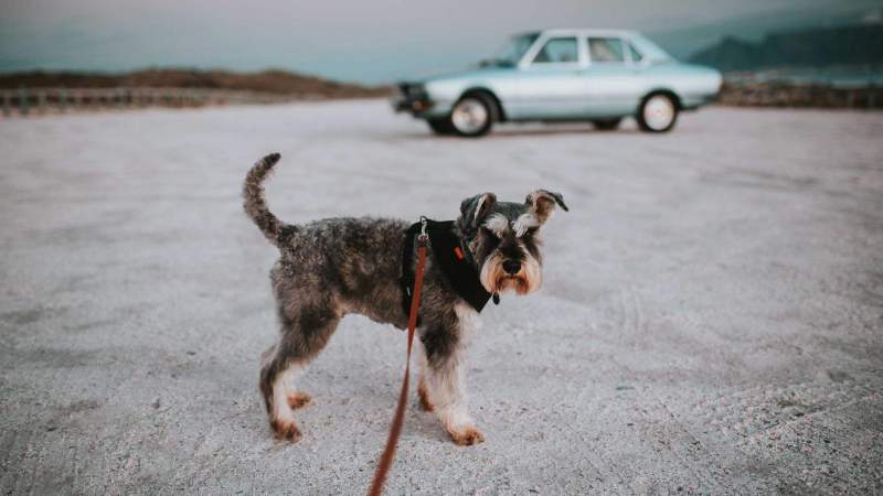 Best Dog Friendly Road Trips