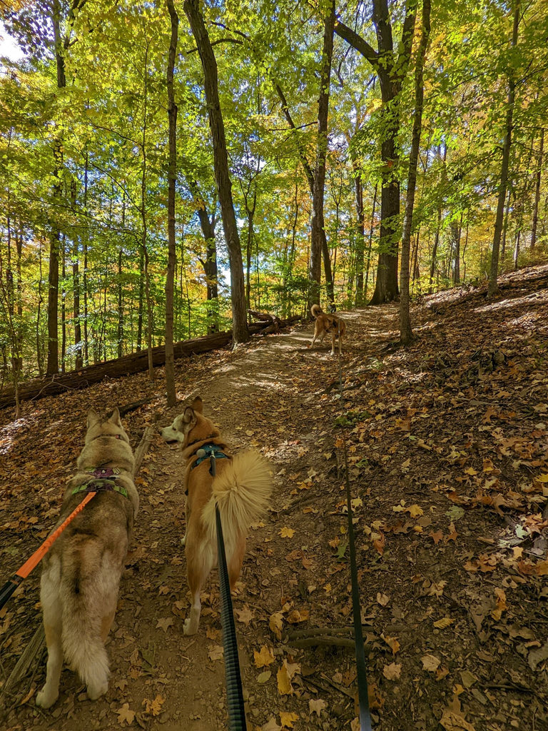 Best Dog Friendly Trails