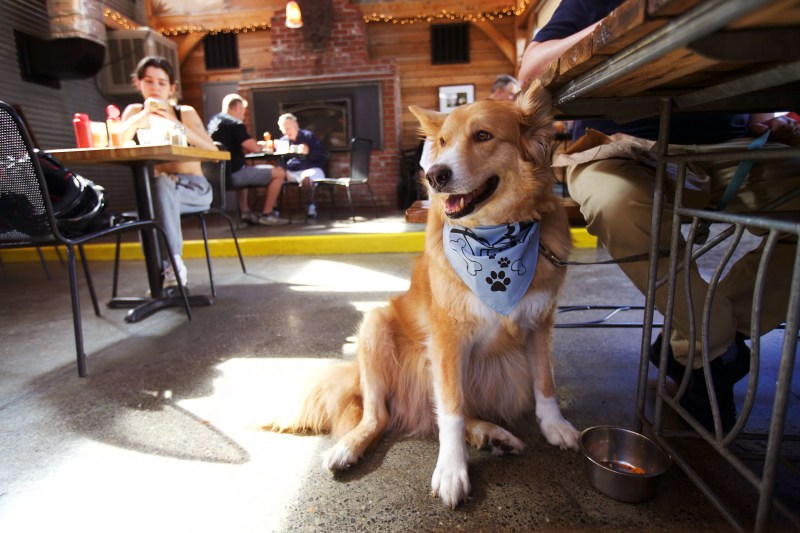 Best Dog Friendly Vacations East Coast