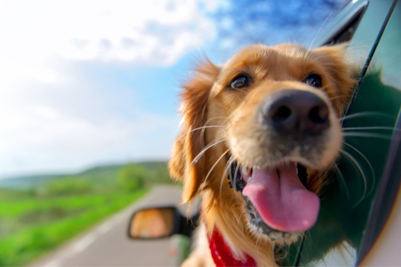 Best Dog Friendly Vacations In Midwest