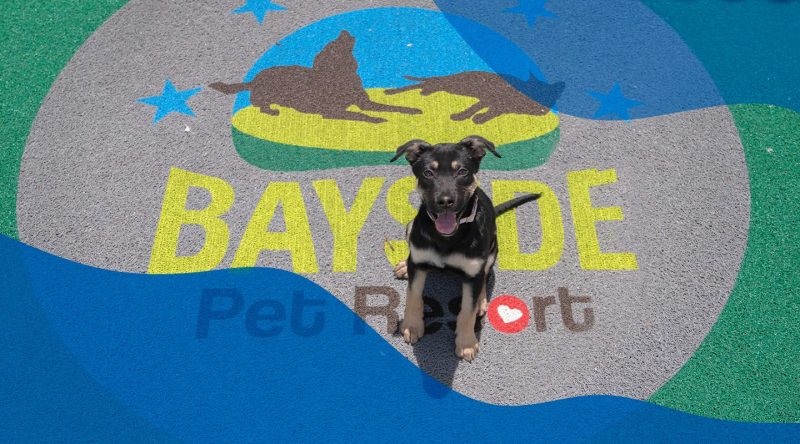 Best Dog Resorts In Florida