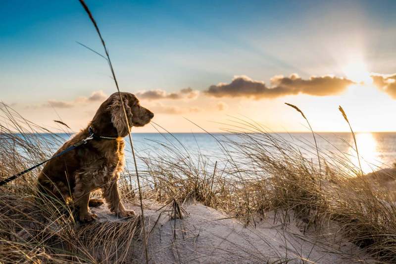 Best Pet Friendly Holidays Uk