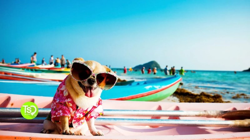 Best Pet Friendly Resorts Virginia