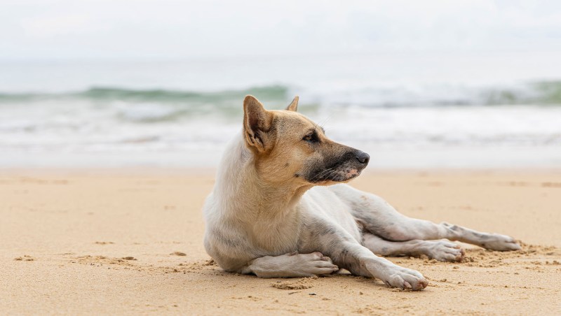 Best Pet Friendly Vacations Near Me