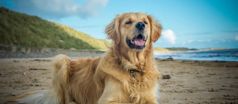 Dog Friendly Beaches East Coast Uk