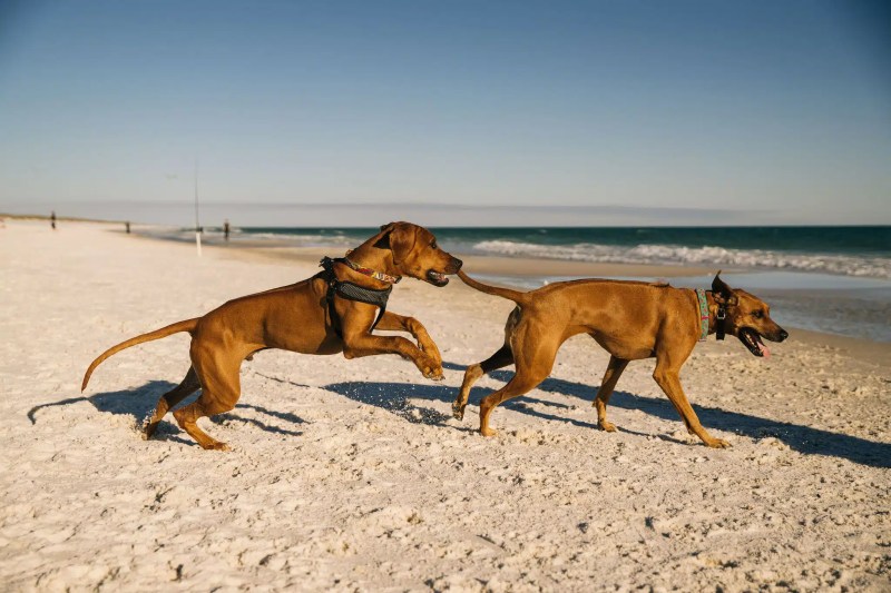 Dog Friendly Beaches In Florida West Coast