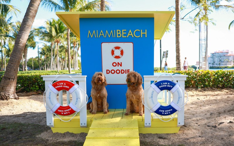 Dog Friendly Beaches On Florida Gulf Coast