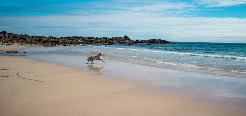 Dog Friendly Holidays By The Sea