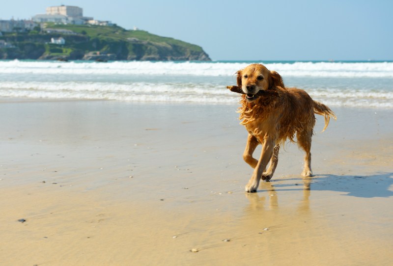 Dog Friendly Holidays Cornwall Near Beach