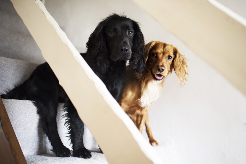 Dog Friendly Holidays Devon And Cornwall