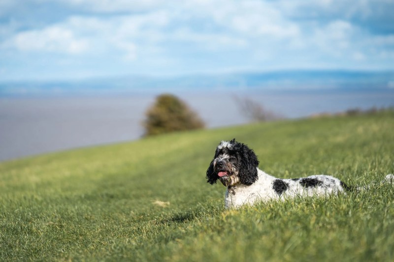 Dog Friendly Holidays Lancashire