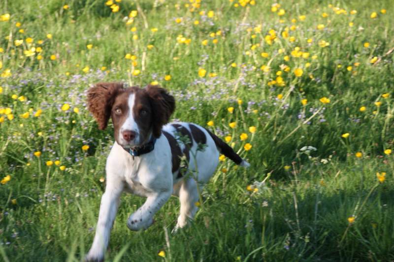 Dog Friendly Holidays Yorkshire Coast