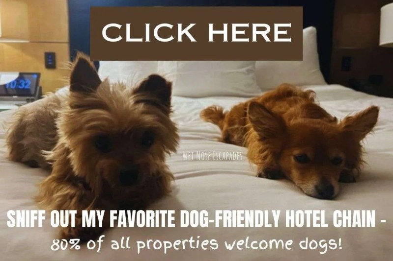 Dog Friendly Hotel Chains