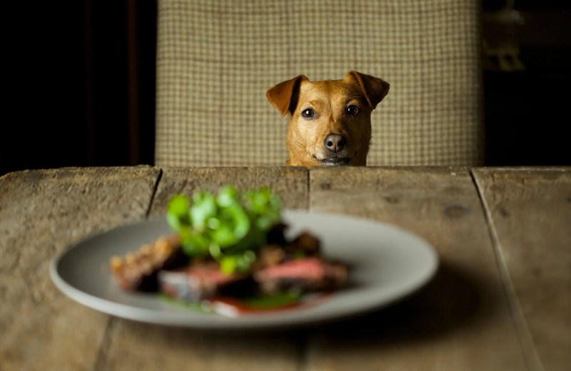 Dog Friendly Pubs Near Me That Serve Food