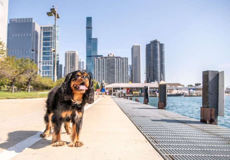 Dog Friendly Vacation Spots Midwest