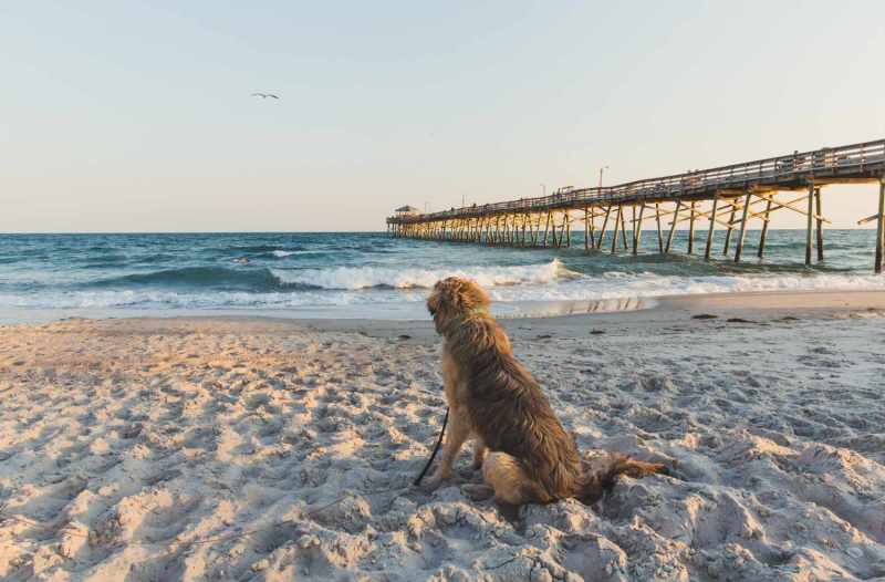 Dog Friendly Vacations Michigan