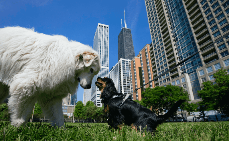 Dog Friendly Vacations Near Illinois