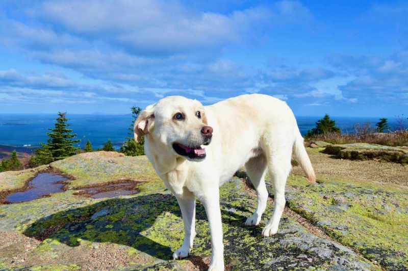 Dog Friendly Vacations South Carolina