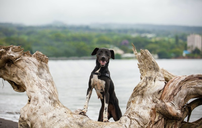 Field Trips With Dogs Kauai