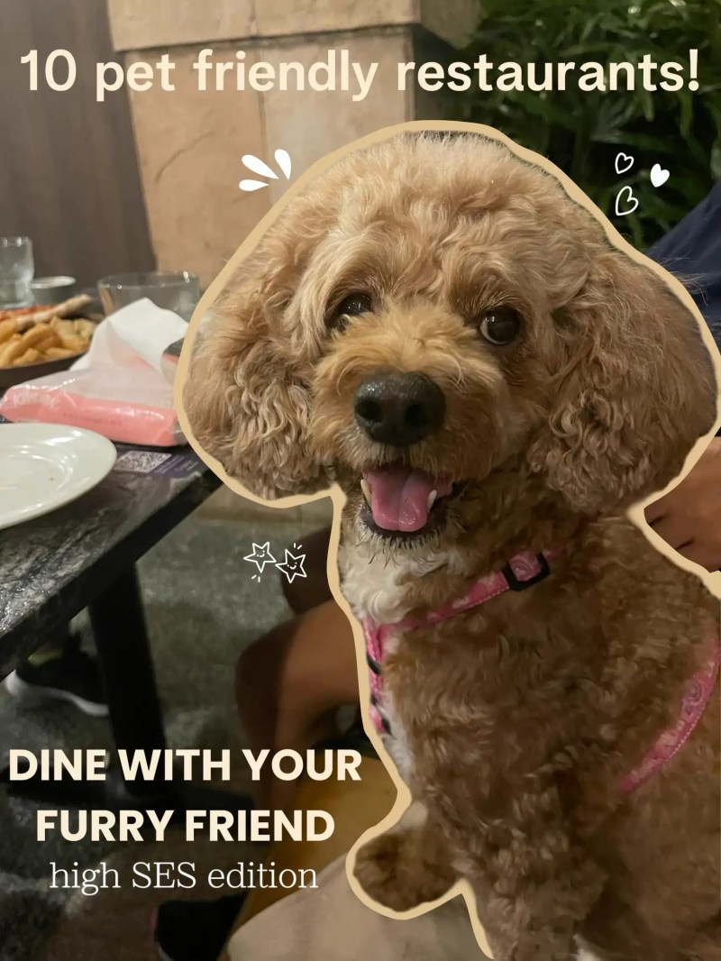 Good Dog Friendly Restaurants Near Me