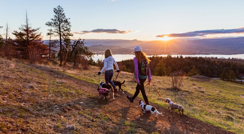 Michigan Vacations With Dogs