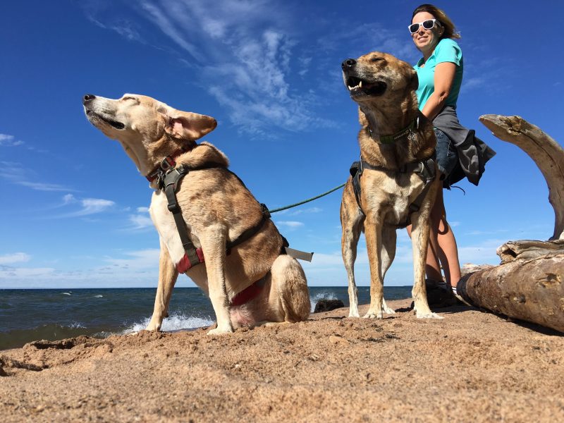 Northeast Vacations With Dogs