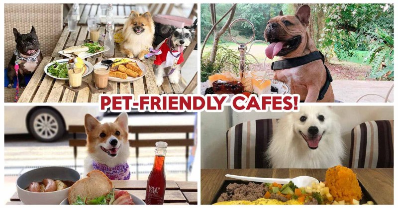 Pet Friendly Places To Live Near Me