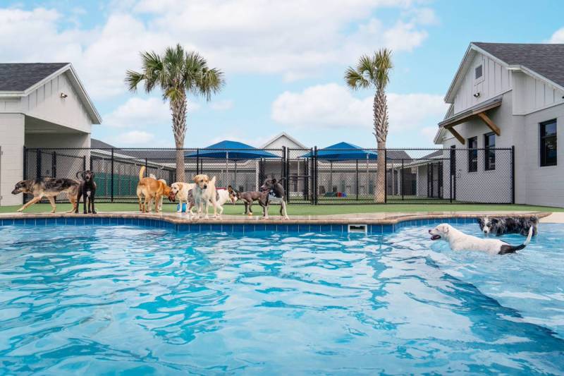 Pet Friendly Vacations Usa