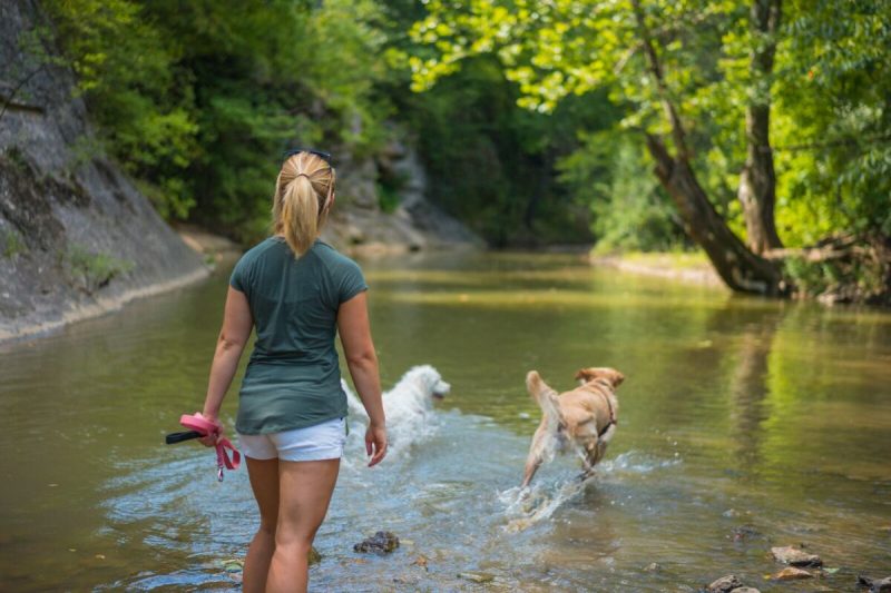 Vacation Spots Near Me Dog Friendly