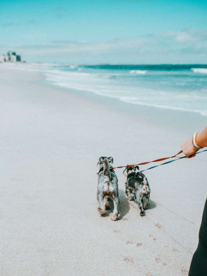 Vacation With Dogs Ideas