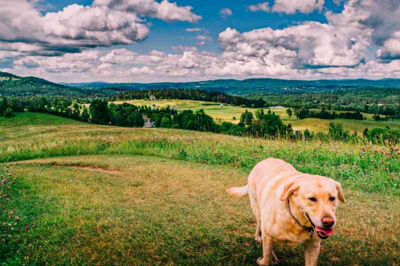 Vacations That Are Pet Friendly