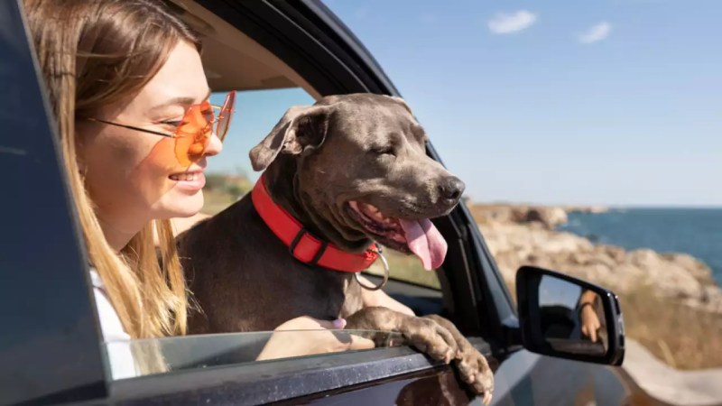 Vacations To Take With Your Dog