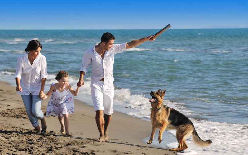 Where Can You Take Your Dog On Vacation