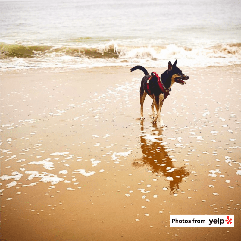 Best Dog Friendly Beaches East Coast