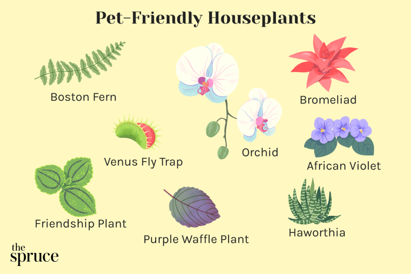 Best Dog Friendly Gardens