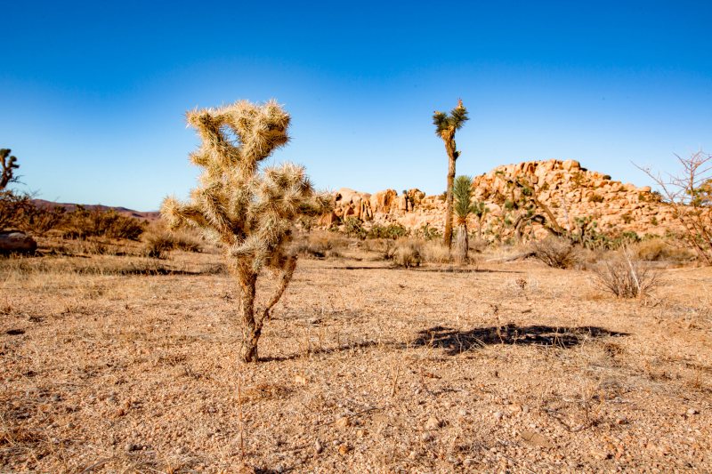 Best Dog Friendly Hikes Joshua Tree