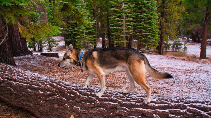 Best Dog Friendly Hikes Yosemite